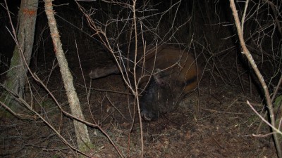 W puszczańskim Nadleśnictwie Browsk znaleziono martwego żubra. Zwierzę wpadło we wnyki