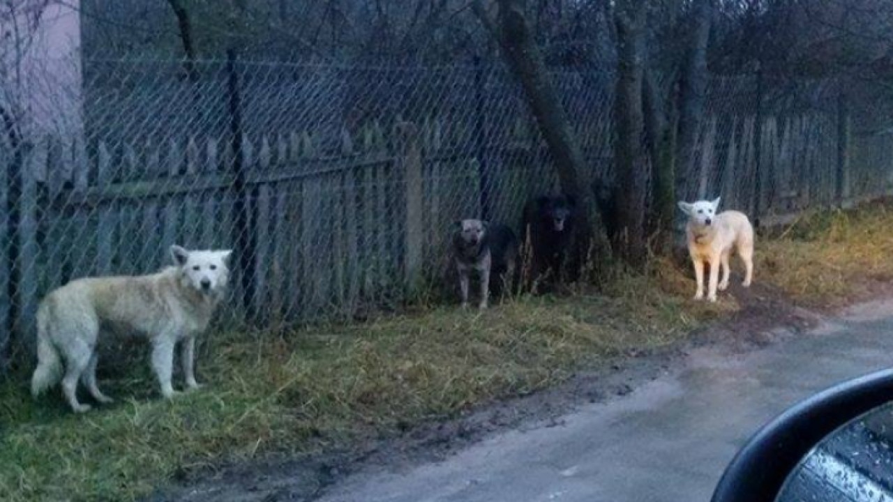 Psy terroryzują wieś. Atakują mieszkańców, gryzą inne zwierzęta