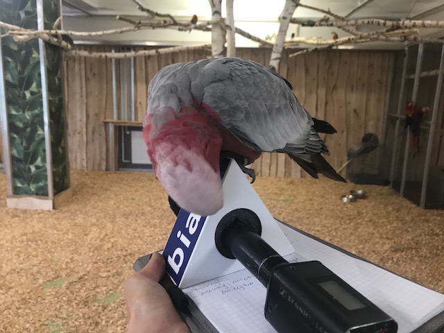 Ptaki w&nbsp;Papugarni są dosłownie na&nbsp;wyciągnięcie ręki /fot. BIA24/