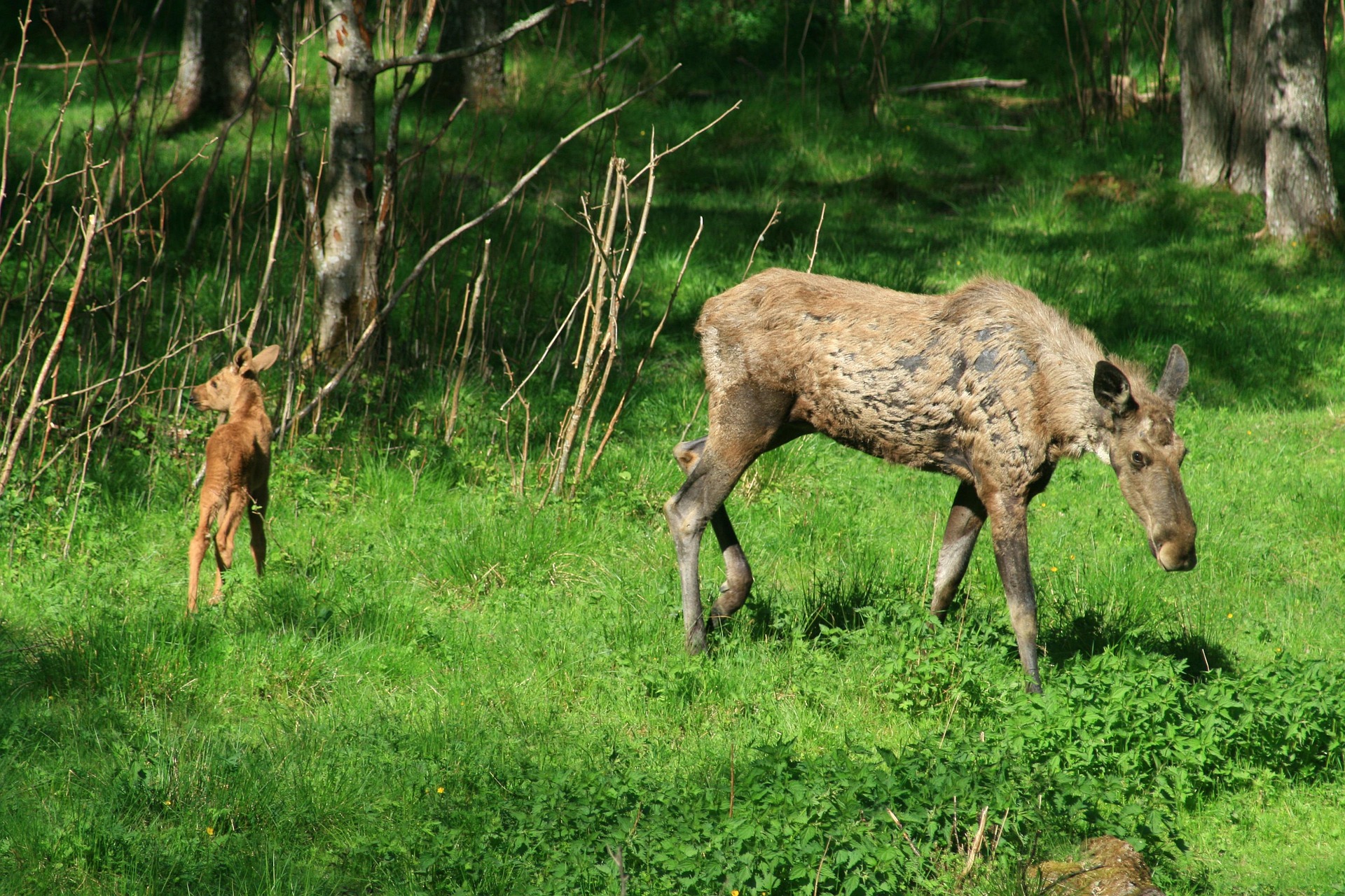 Łosie [fot. pixabay.com]