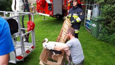 Bocian potrzebował pomocy strażaków