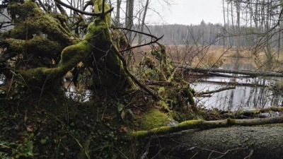 KALENDARIUM. 2 grudnia - wymarzony dzień na&nbsp;spacer
