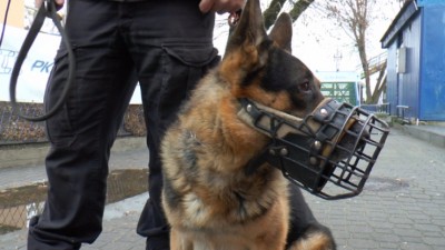 Wasilków. Policyjny pies uratował życie zaginionemu