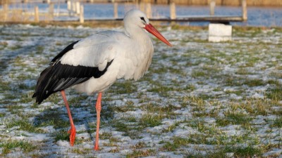 KALENDARIUM. 18 grudnia - poniedziałek o&nbsp;migracjach