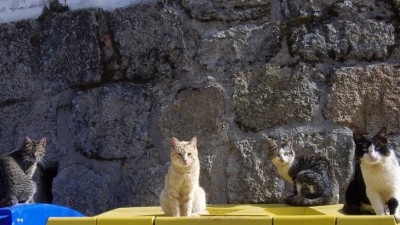 Fundacja"Kotkowo" zajmie się białostockimi kotami