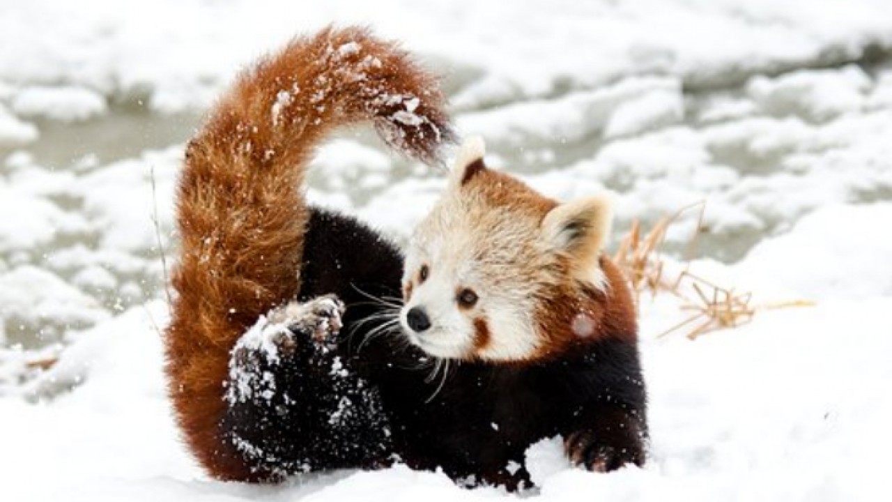 Panda czerwona /fot. pixabay.com/