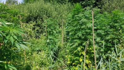 Dwie plantacje konopi i&nbsp;narkotyki warte ponad pół miliona złotych
