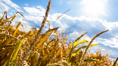 Rządowa pomoc dla rolników czeka na&nbsp;protokoły komisji suszowych