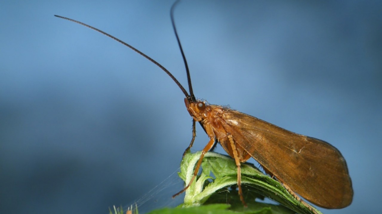  chruścik (Trichoptera)