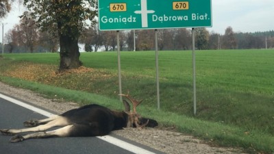 Wypadek w&nbsp;Suchowoli. Łoś zderzył się z&nbsp;tirem