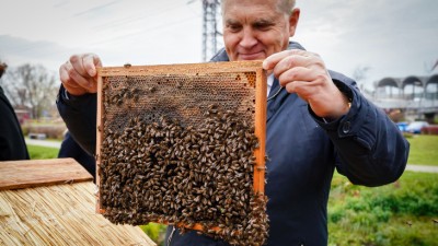 Przyjazny pszczołom Białystok