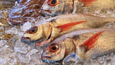 KALENDARIUM, 19 lutego, środa naukowo i&nbsp;ryby pozdrawia