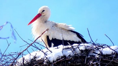 KALENDARIUM. 24 lutego, poniedziałek i&nbsp;zaskakujący całus