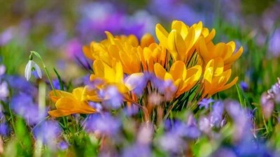 KALENDARIUM, 8 marca, niedziela w&nbsp;kwiatach utonie