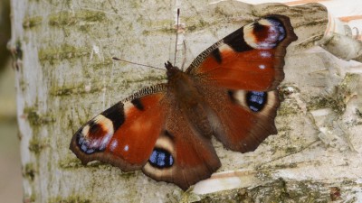 Motyle - zwiastuni wiosny