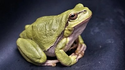 KALENDARIUM, 8 kwietnia, środa żabą wykukana