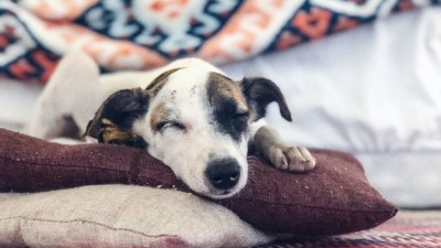 Jak oduczyć psa spać w&nbsp;łóżku? Lepiej uniknąć problemu