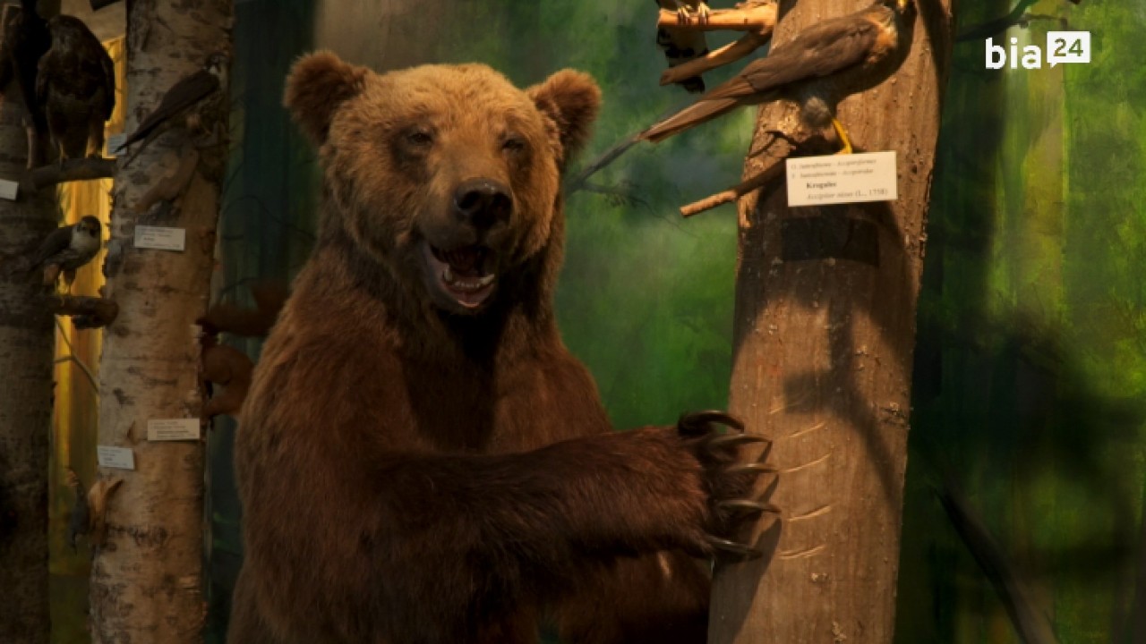 VIDEO. Niedźwiedzica Jola powiększyła kolekcję zwierząt w&nbsp;Uniwersyteckim Centrum Przyrodniczym