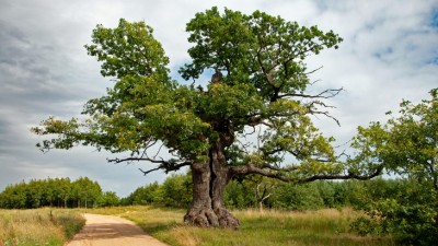 Dąb z&nbsp;Podlasia Drzewem Roku 2021