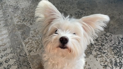 FELIETON. Pies rasowy czy rasowy?