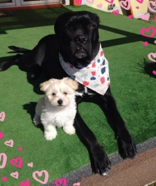Wystawa psów na&nbsp;stadionie miejskim