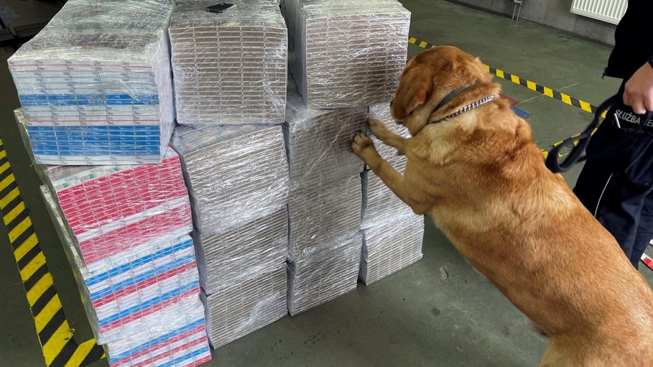 Labrador Odi wywęszył kontrabandę wartą ponad 110 tys. zł [fot. Podlaska KAS]