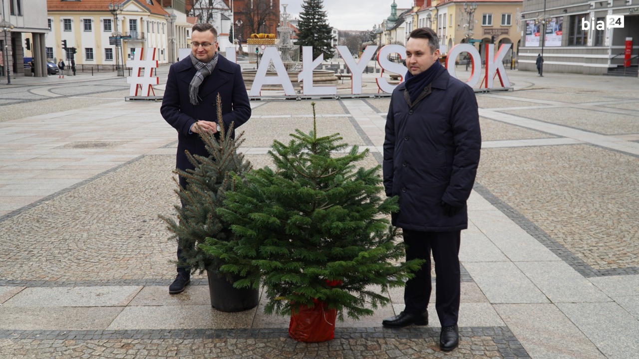Miasto zachęca do wymiany sztucznej choinki na żywe drzewko [fot. Patryk Śledź/bia24.pl]