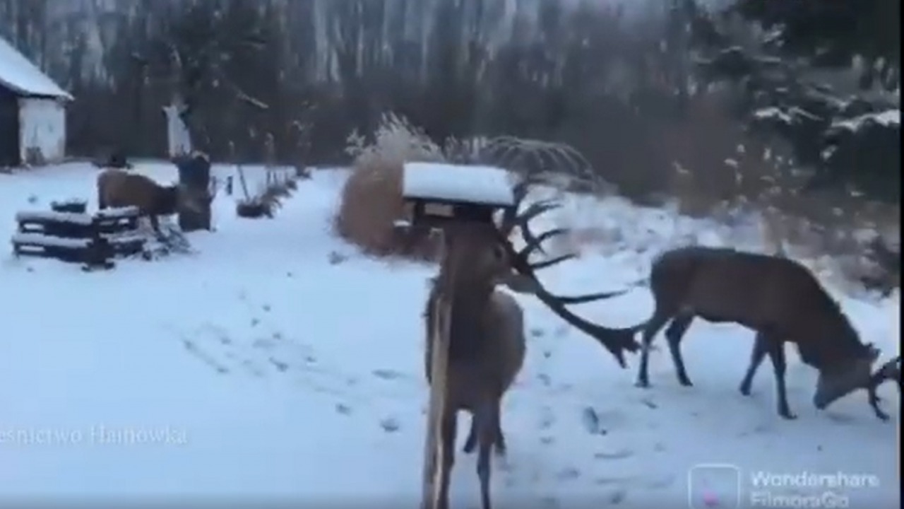 Zimowe dokarmianie... jeleni?