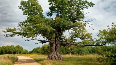 Dunin prowadzi w&nbsp;konkursie na&nbsp;Europejskie Drzewo Roku