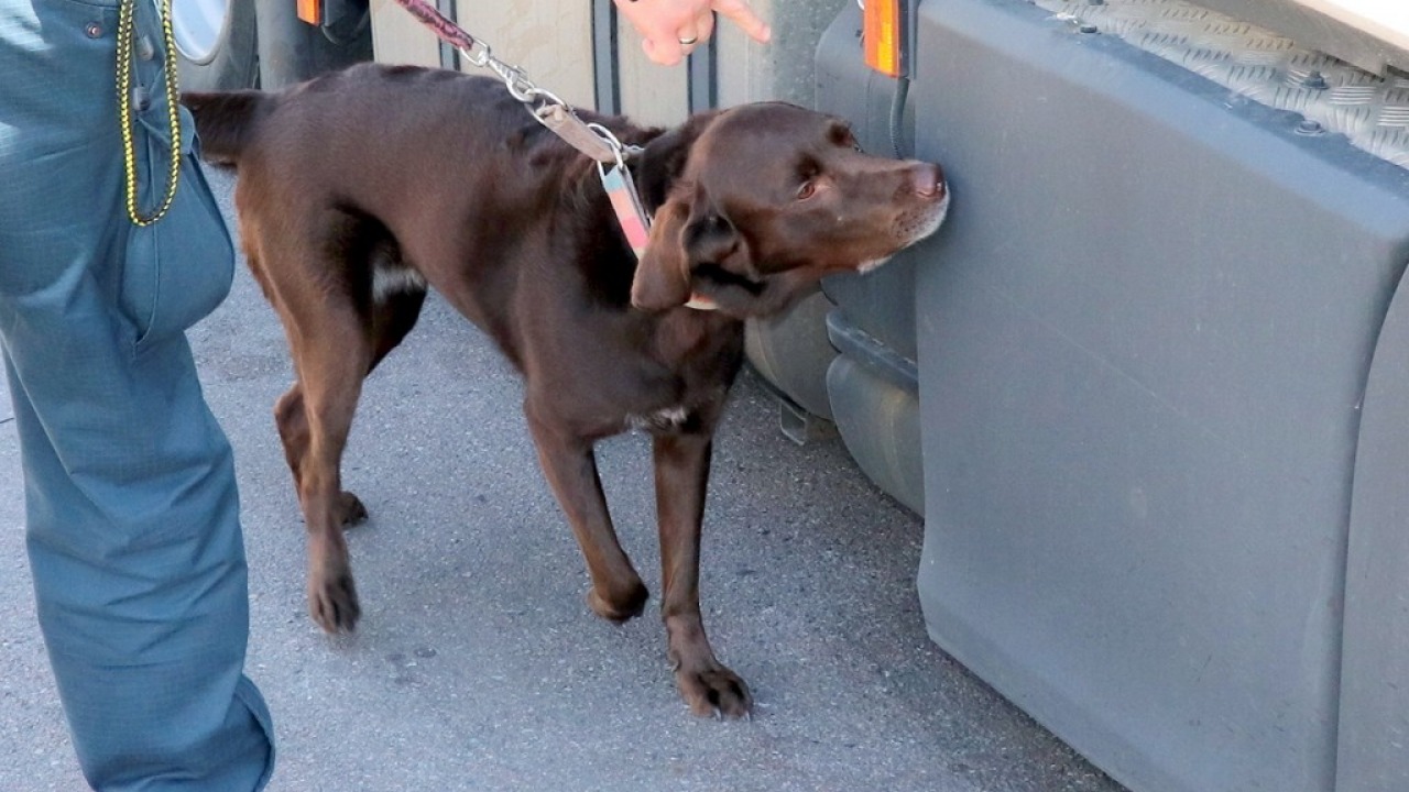 Labradorka Mila znalazła papierosy ukryte w tłumiku ciężarówki [fot. Podlaska KAS]
