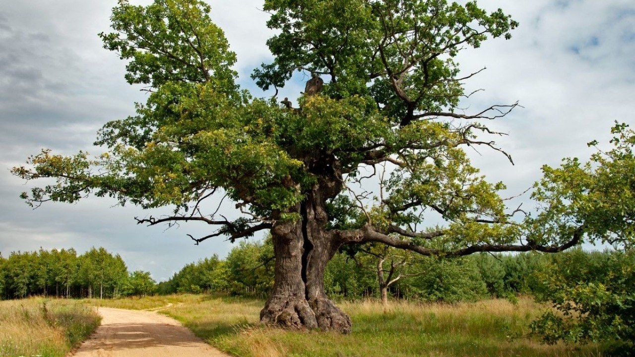 Podlaski Dunin może wygrać w konkursie Europejskie Drzewo Roku [fot. T. Kamiński]
