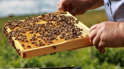 "Pszczoła w&nbsp;obiektywie" - konkurs filmowy