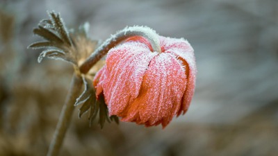 "Zimni ogrodnicy" zwiastują przymrozki