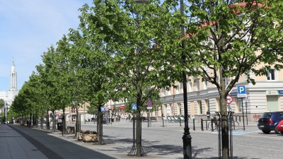 Lipy z&nbsp;Lipowej do&nbsp;odnowienia 