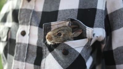 KALENDARIUM. 26 września - poniedziałek z&nbsp;królikiem