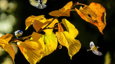 KALENDARIUM. 2 października - niedziela ma skrzydła