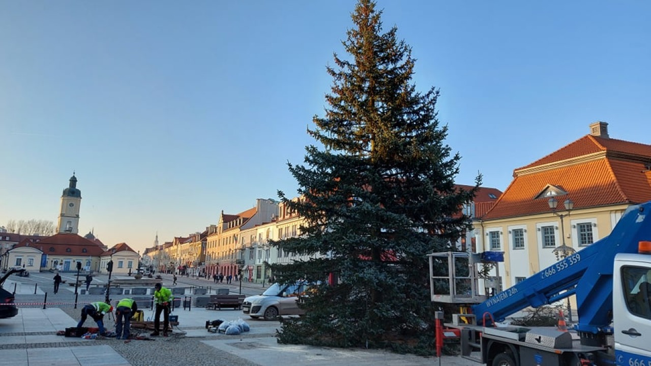 Do Białegostoku - prosto z Wasilkowa - przyjechało świąteczne drzewo - świerk - tak było w ubiegłym roku [fot. Bia24]