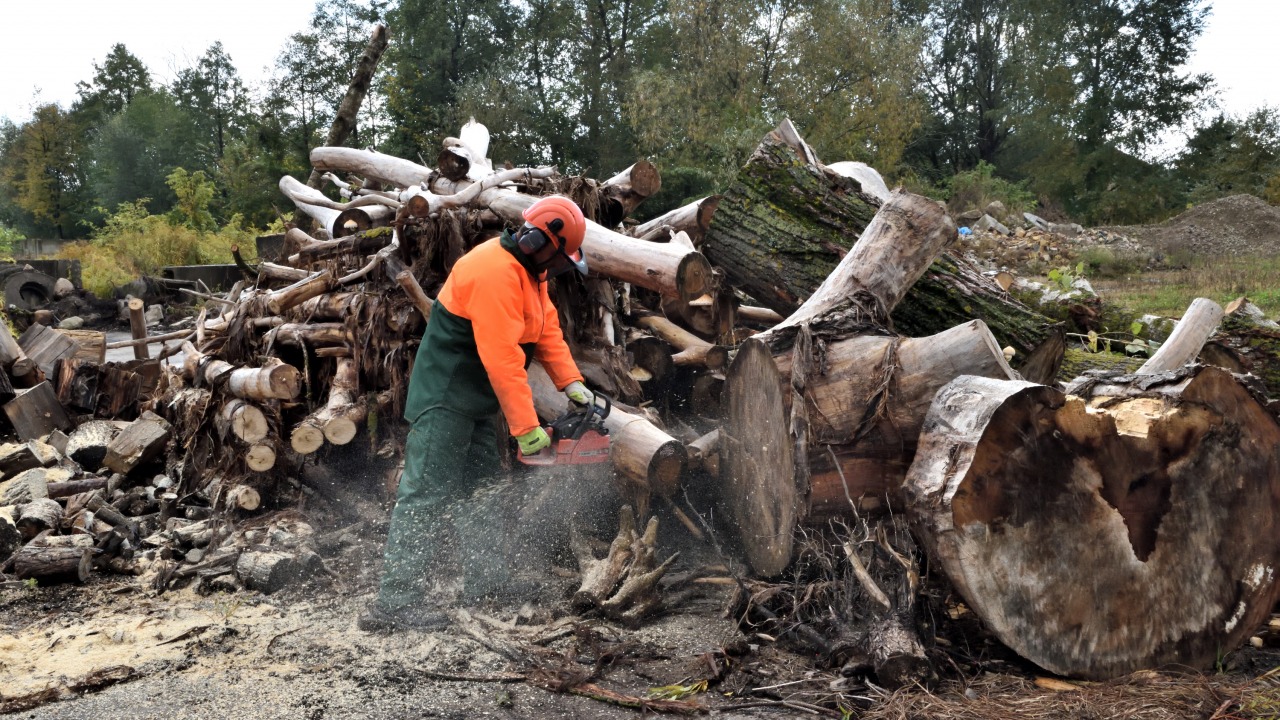 Przygotowywanie drewna do rozdania w gminie Choroszcz w roku 2021 [fot. UM Choroszcz]