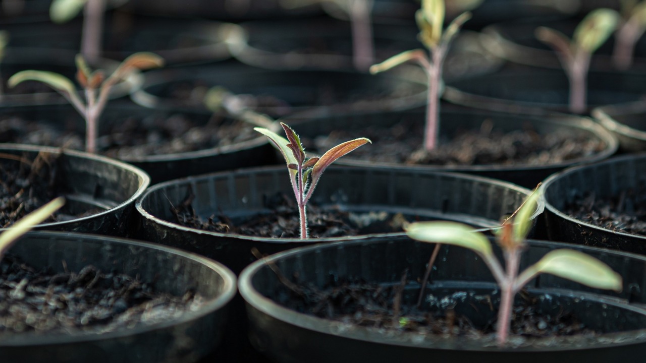 W komorach klimatycznych możemy imitować dowolne warunki, by jak najwięcej dowiedzić się o hodowli roślin [fot. pixabay.com]