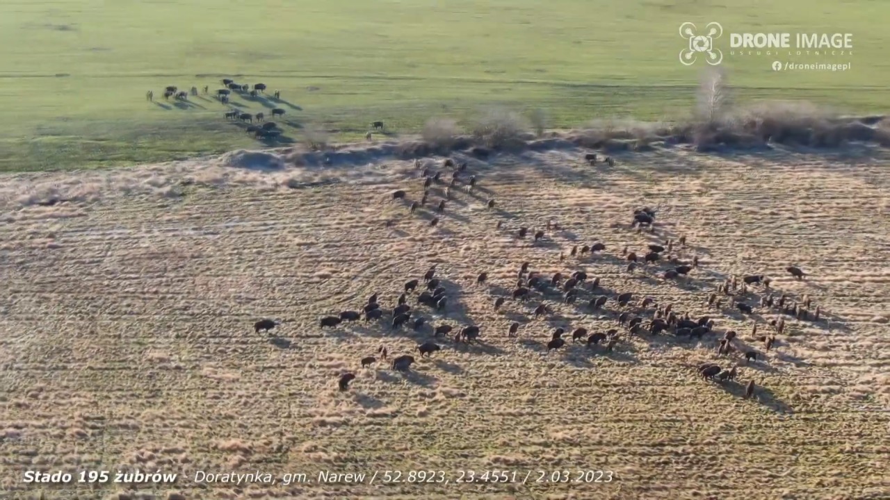VIDEO. Stado żubrów z&nbsp;drona - liczy aż&nbsp;195 osobników