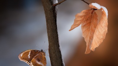 KALENDARIUM. 14 marca - wtorek w&nbsp;motylach