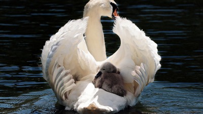 KALENDARIUM. 26 kwietnia - środa ceni swoje myśli