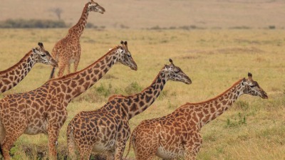 "Safari moich marzeń - Tanzania, Kenia” - w&nbsp;ramach cyklu Ciekawi Świata