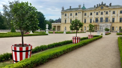 Do ogrodu Branickich wróciły drzewka w&nbsp;donicach