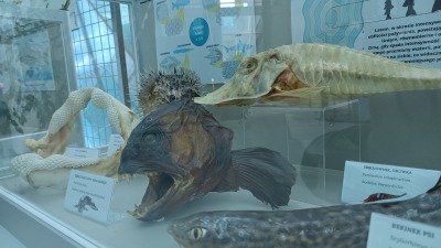 Ryby z&nbsp;jezior, mórz i&nbsp;oceanów – nowa ekspozycja  Uniwersyteckiego Centrum Przyrodniczego UwB