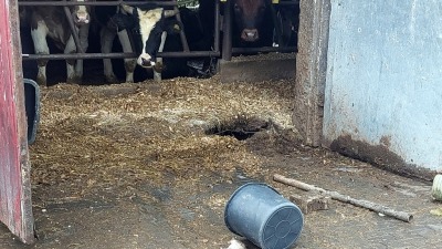 Nielegalny alkohol pośród krów i&nbsp;martwych szczurów