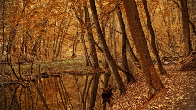 KALENDARIUM. 27 listopada - środa z&nbsp;powiewem jesieni