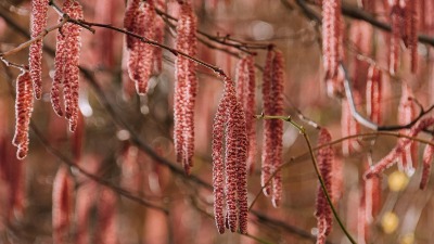 KALENDARIUM. 22 kwietnia - wtorek wciąż świętuje