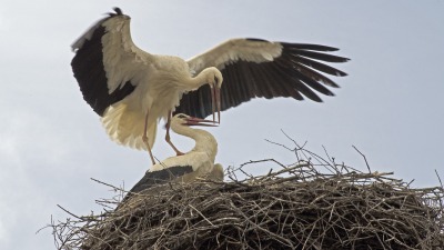 KALENDARIUM. 10 maja - sobota wędruje w&nbsp;przestworzach