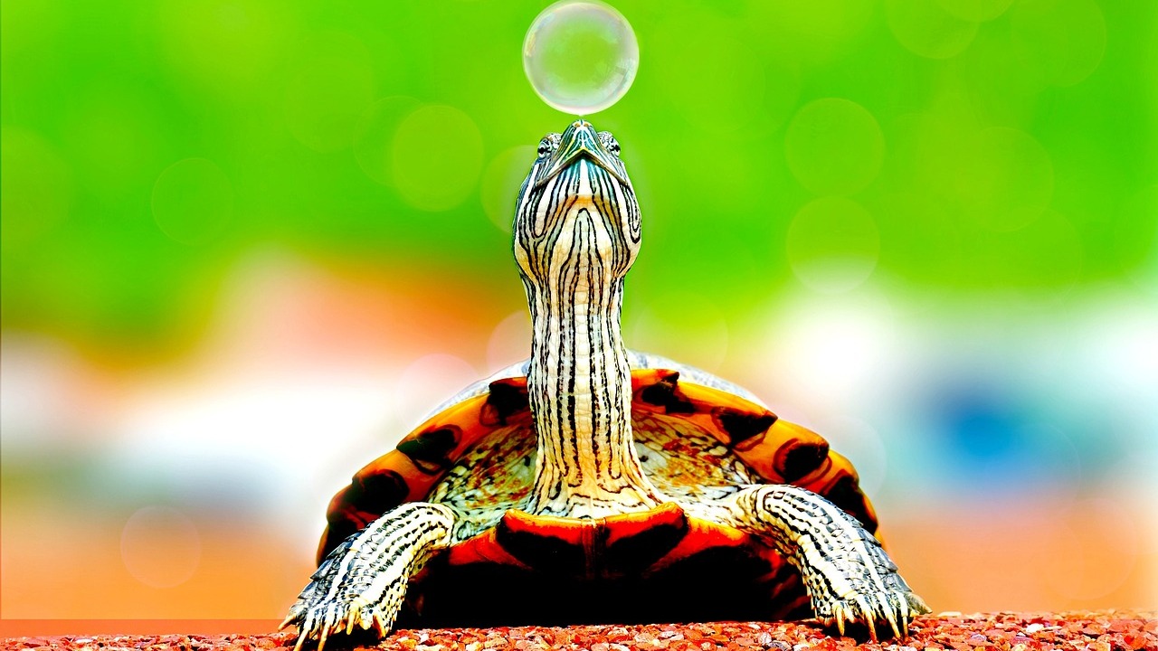 [pixabay]